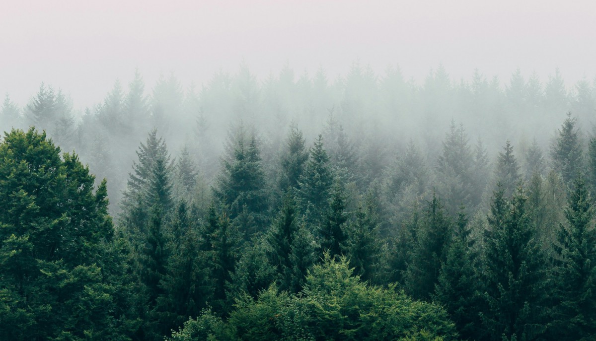 Our roadmap:  a clear path to net zero